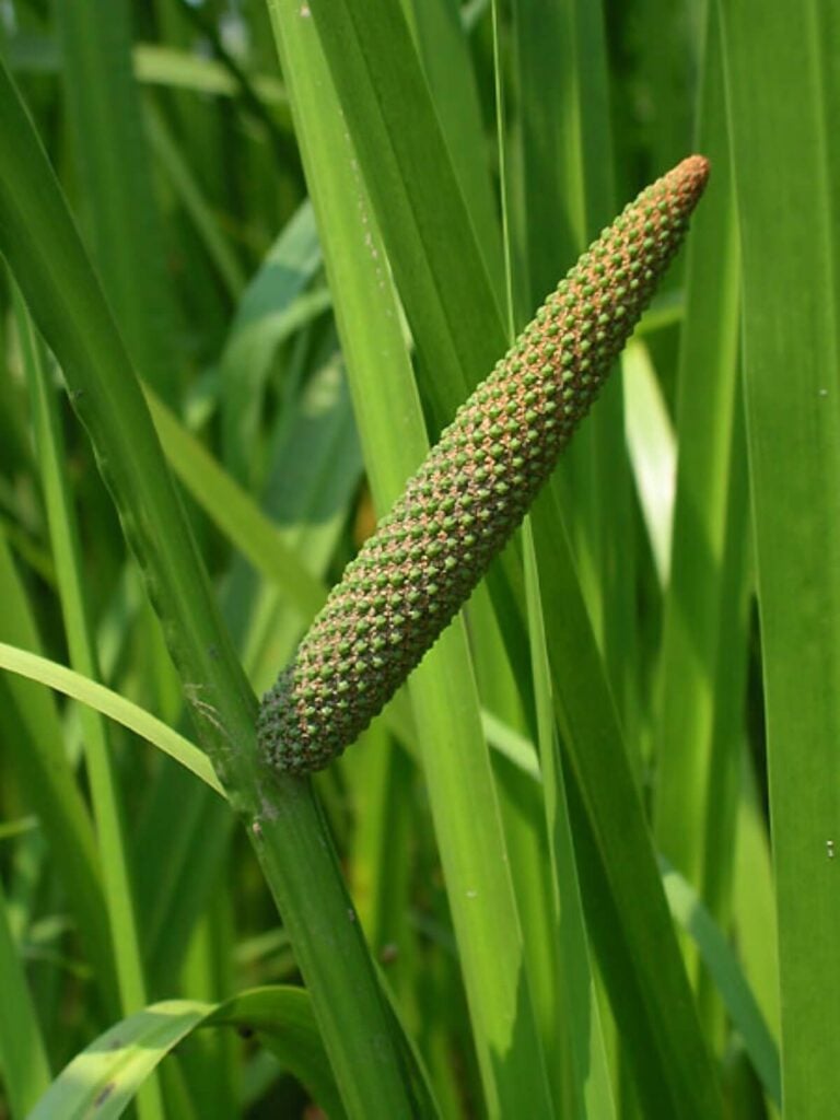 Close up of sweet flag flower.