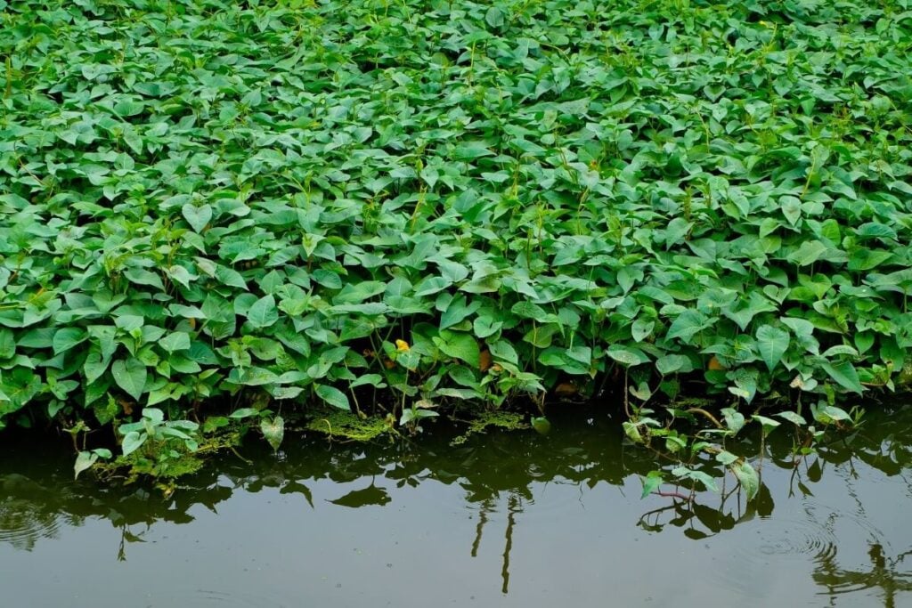 Water spinach in large group covering water.