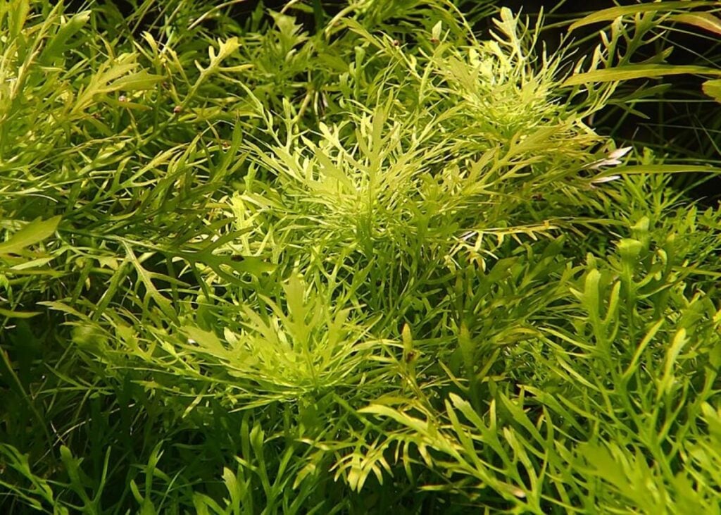 Close up of water wisteria in a group.