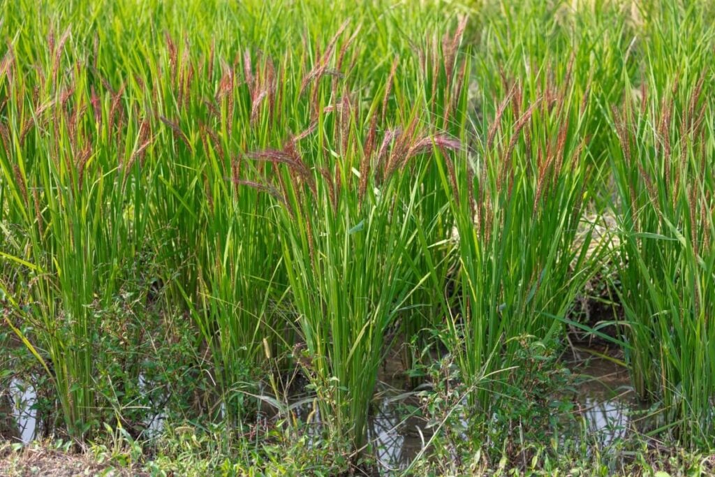 Wild rice groups growing in shallow water.