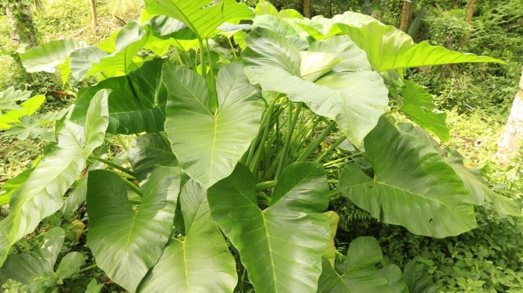 Cluster of wild taro.