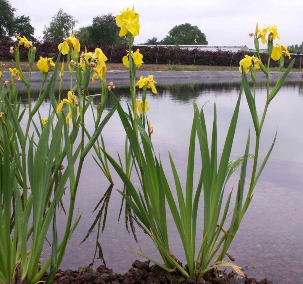 Small group of yellow flag along the water.