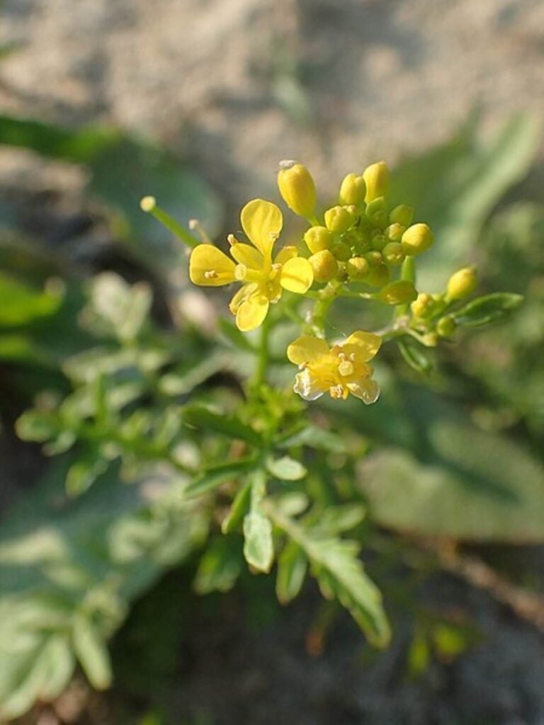 Close up of yellowcress flowers in the process of budding.