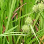 American bur reed with green flowers close up.