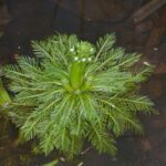 Young American featherfoil plant from above.