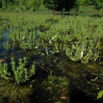 American featherfoil plants covering pond.