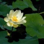 American lotus flower with leaves in background.