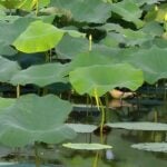 American lotus leaves standing above water.