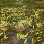 American pondweed across the water's surface in many groups.