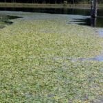 Lake being taken over by American pondweed.