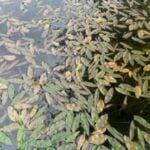 American pondweed cluster in Washington pond.