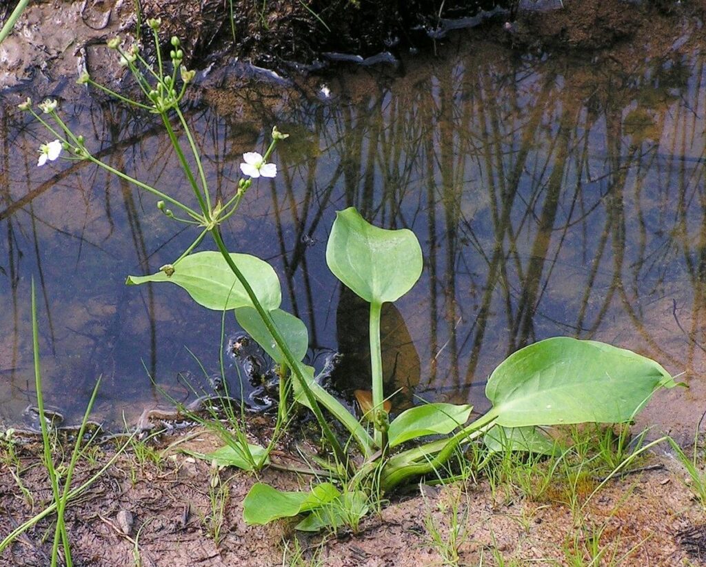 American water plantain growing at edge of pond.