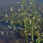 American water plantain with branching flowers above algae.
