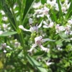 American water willow flowers close up with buds.