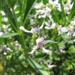 American water willow flowers close up with buds.