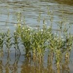 American water willow in lake spread out.