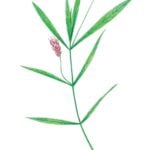 Drawing of American water willow.