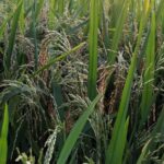 Mature annual wild rice.