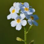 Aquatic forget me not flowers close up with water droplets.