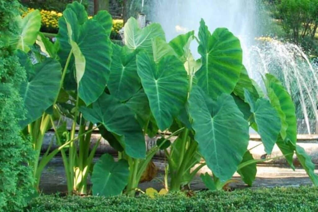 Arrowleaf elephant ear in group with fountain in background.