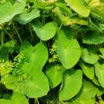 Arrowleaf elephant ear with another plant growing amongst it.