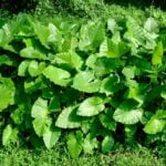 Arrowleaf elephant ear group.