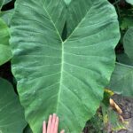 Arrowleaf elephant ear leaf with hand covering tip to show size comparison.