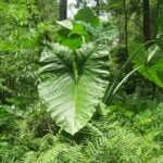 Arrowleaf elephant ear leaf and stems with other plants around.