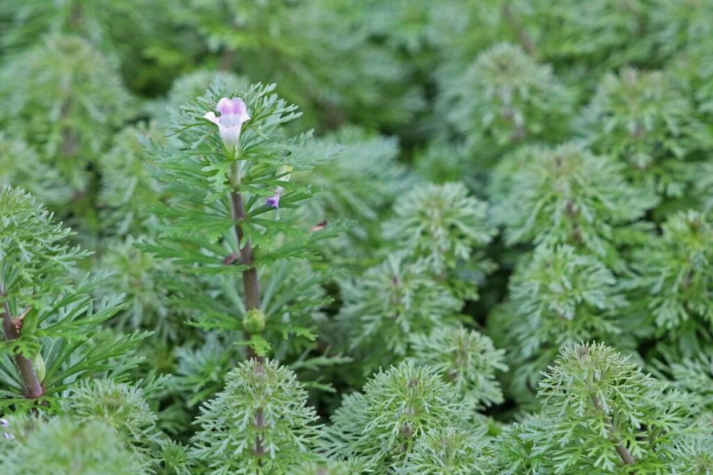 Asian marshweed with one flower starting to bloom.