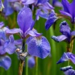 Blue flag flowers close up.