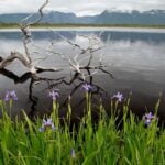 Blue flag on a lake in front of dead tree branches with mountains in the background.