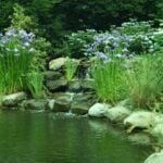 Blue flag along pond with rock edges and rock waterfall.