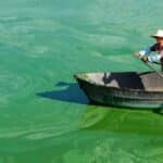 Man rowing through blue green algae swirls.