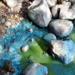 Blue green algae on shoreline and rocks.