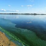 Blue green algae along beach shoreline.