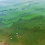 Blue green algae swirling green on water.