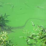 Blue green algae looks green with a swirl in the water.