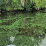 Blue green algae swirling across pond, not covering it completely.