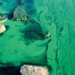 Blue green algae by rocks.
