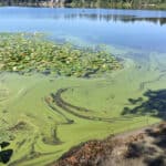 Blue green algae swirling around shoreline and lilies.