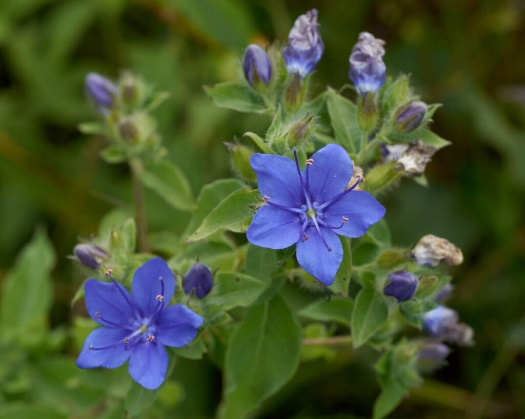Blue waterleaf flowers and buds.