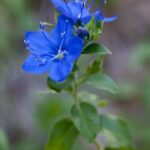 Blue waterleaf flowers close up.