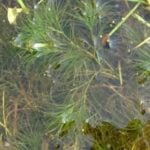 Brittle naiad touching surface of water.