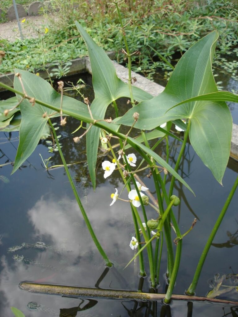 Broadleaf arrowhead group with flowers growing out of water.