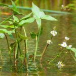 Broadleaf arrowhead growing out of water.