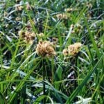 Bulrush tops and seed heads close up.