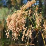 Bulrush tan fluffy seed heads close up.