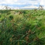 Bulrush with grasses and lake in background.