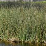 Bulrush group in water.