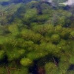 Carolina fanwort all over in the water up to the surface with a few small fish swimming over it.